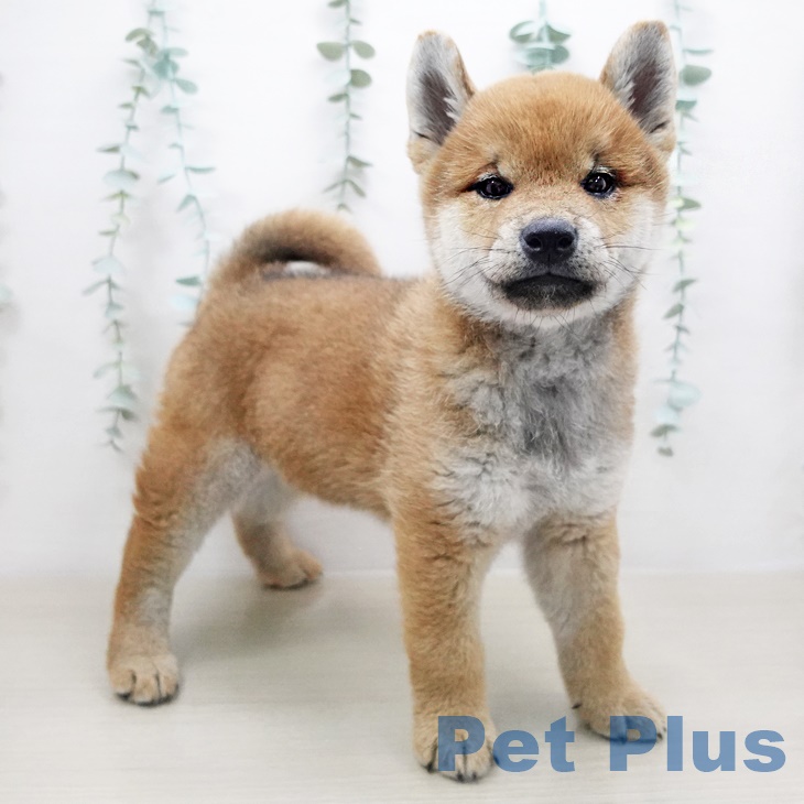 東京都の柴犬(標準サイズ) (ペットプラス立川高島屋S.C.店/2025年4月25日生まれ/男の子/赤)の子犬の2枚目の画像