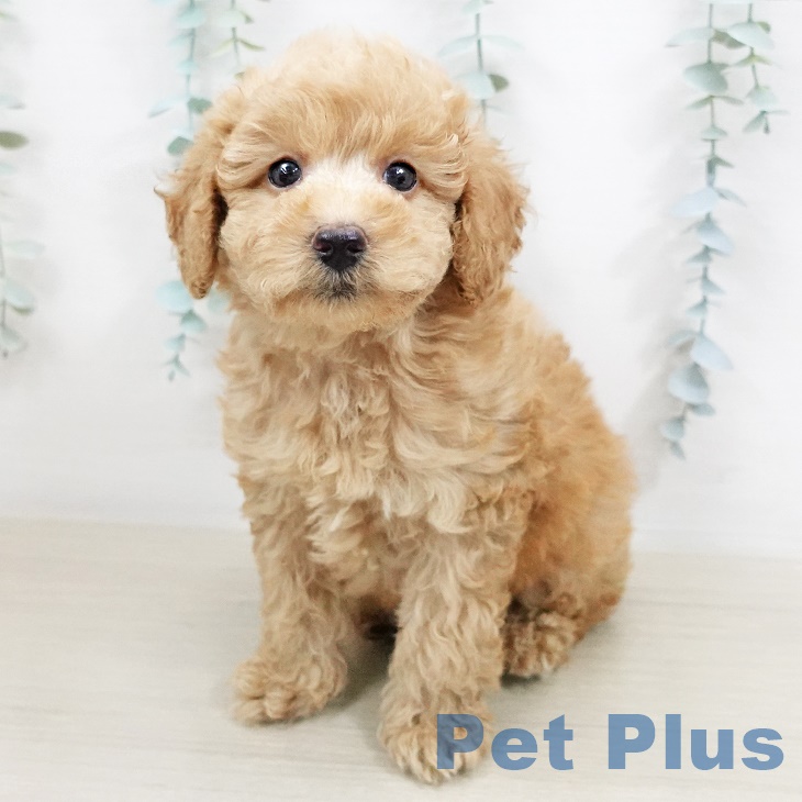 東京都のトイプードル(トイ) (ペットプラス日の出店/2025年4月25日生まれ/男の子/クリーム)の子犬の1枚目の画像
