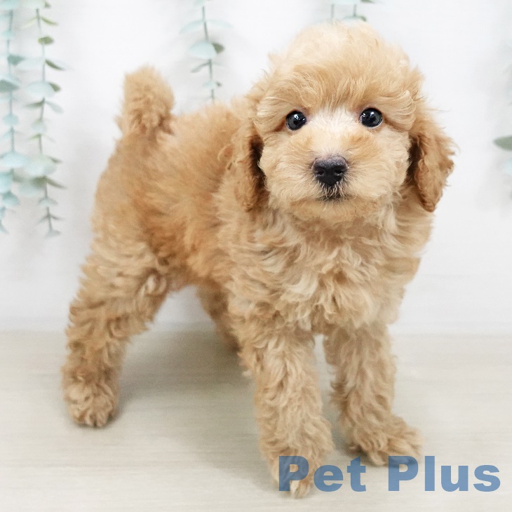 東京都のトイプードル(トイ) (ペットプラス日の出店/2025年4月25日生まれ/男の子/クリーム)の子犬の2枚目の画像