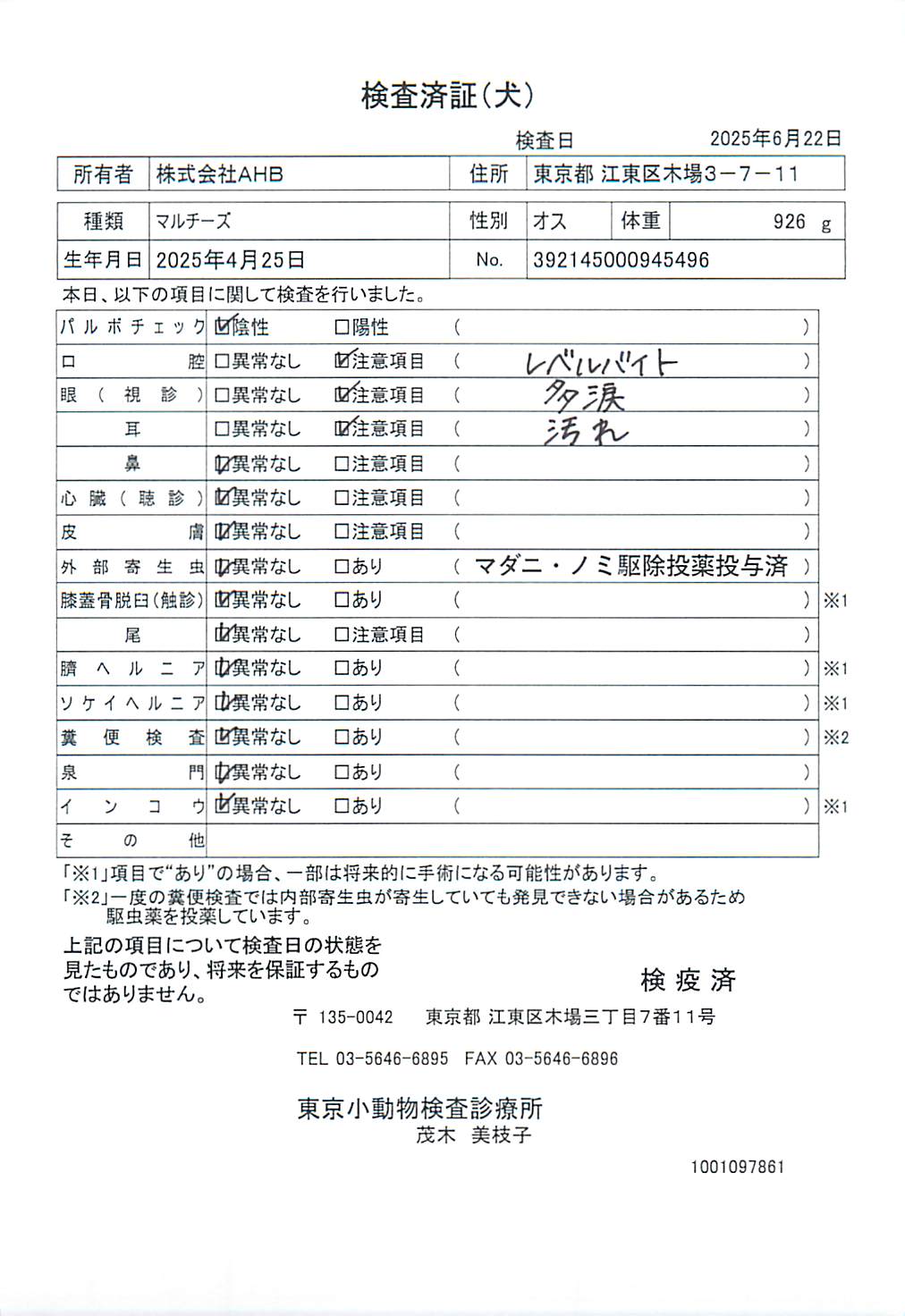 マルチーズ