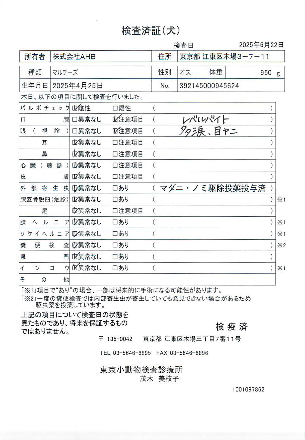 マルチーズ