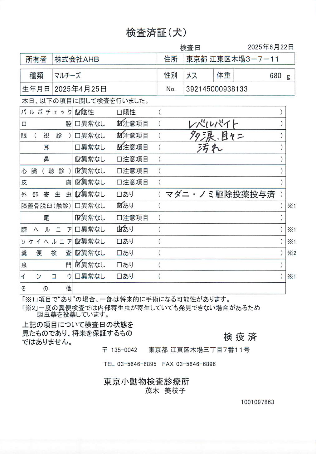マルチーズ