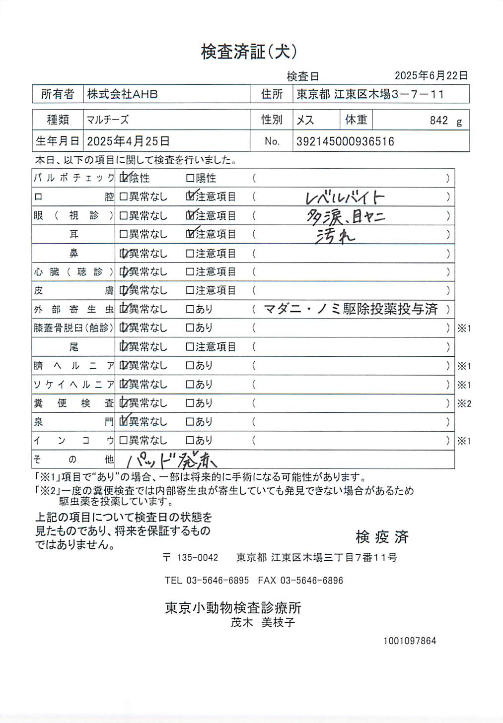 マルチーズ