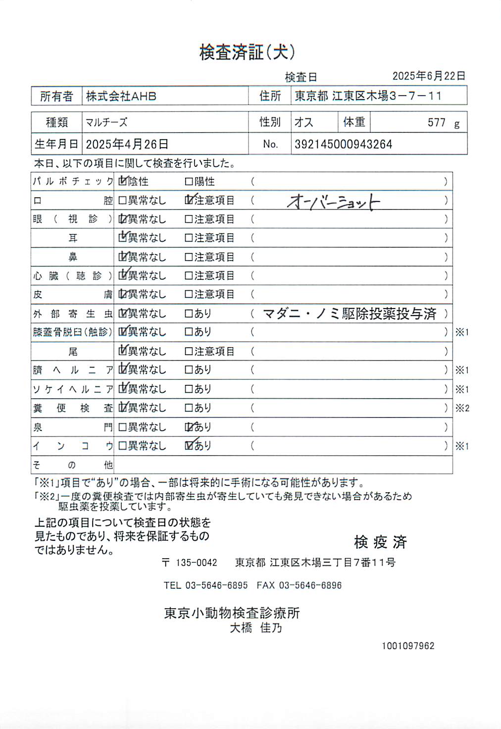 マルチーズ