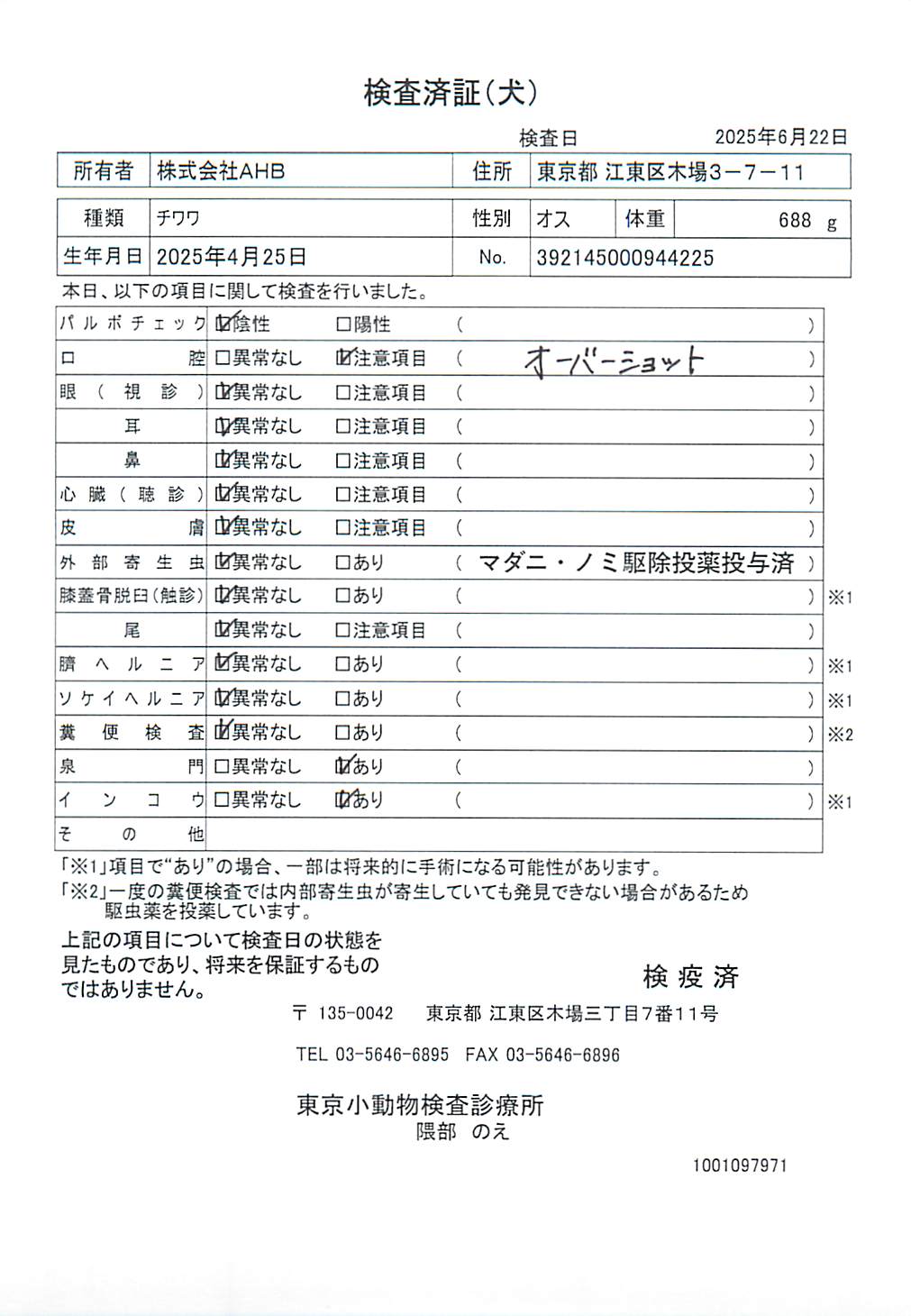 チワワ