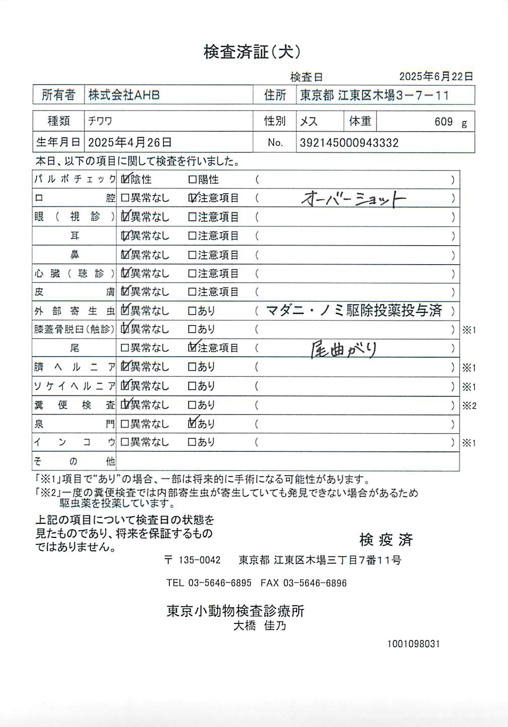 チワワ
