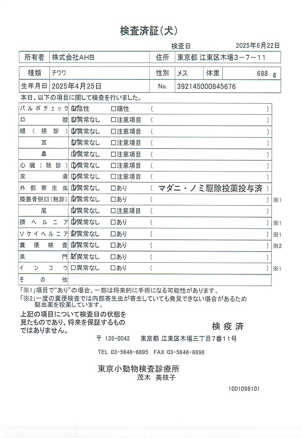 チワワ