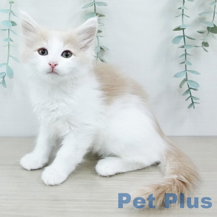 ノルウェージャンフォレストキャット