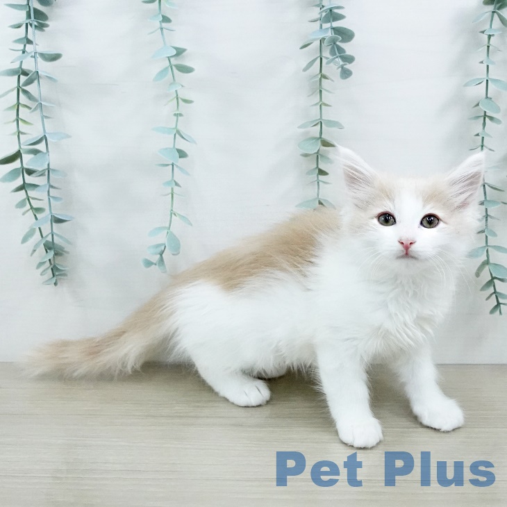 ノルウェージャンフォレストキャットの写真2