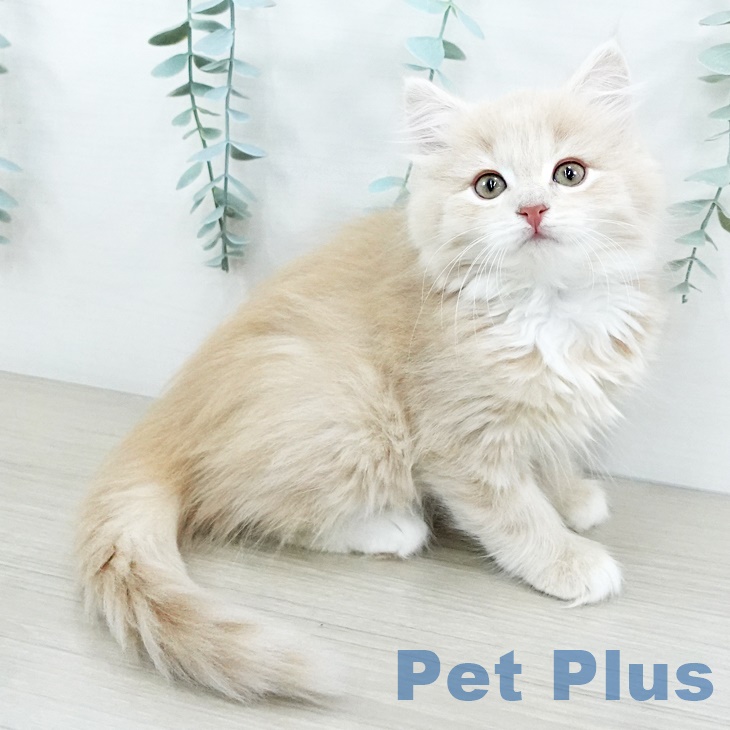 ノルウェージャンフォレストキャット