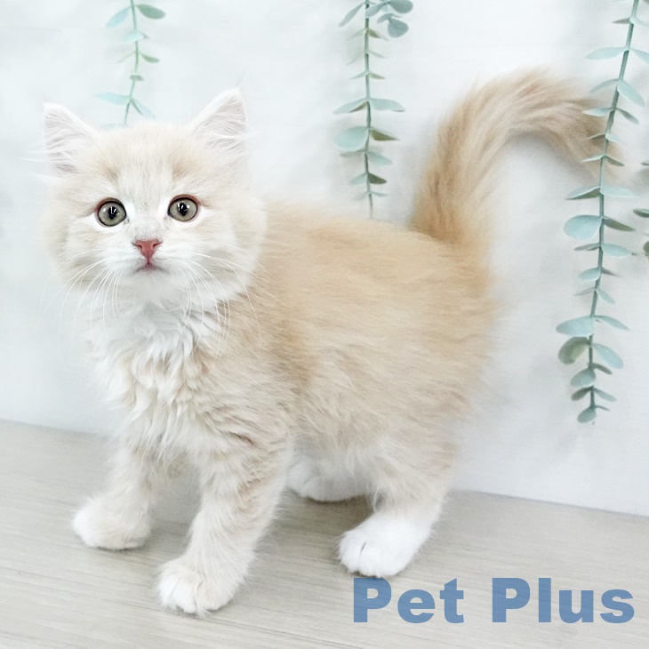 ノルウェージャンフォレストキャットの写真2