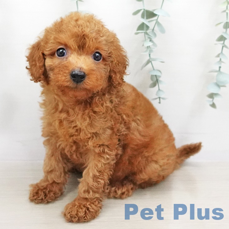 埼玉県のトイプードル(トイ) (ペットプラス与野店/2025年4月27日生まれ/男の子/レッド)の子犬の1枚目の画像