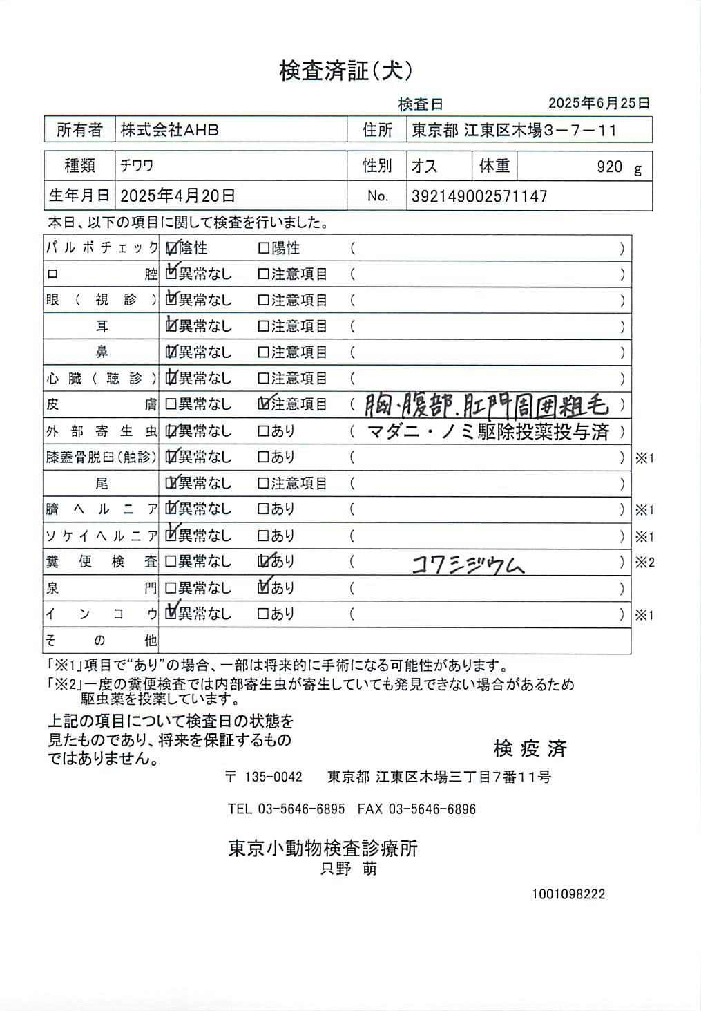 チワワ