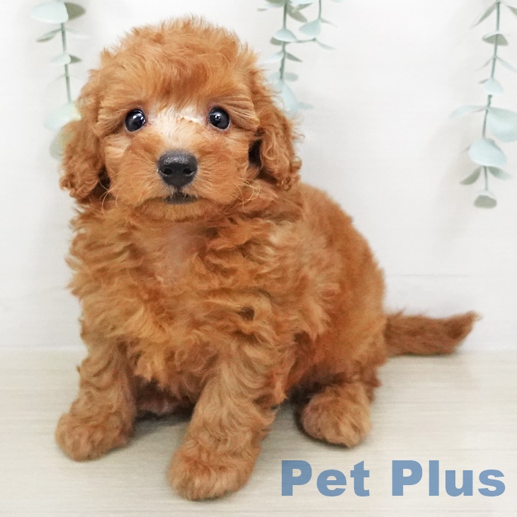 千葉県のトイプードル(トイ) (ペットプラス成田店/2025年4月28日生まれ/女の子/レッド)の子犬の1枚目の画像