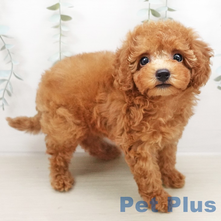 宮城県のトイプードル(トイ) (ペットプラス名取店/2025年4月30日生まれ/女の子/レッド)の子犬