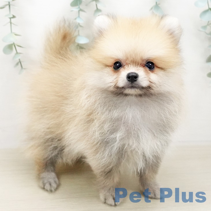 山形県のポメラニアン (ペットプラス天童店/2025年4月29日生まれ/男の子/オレンジ)の子犬