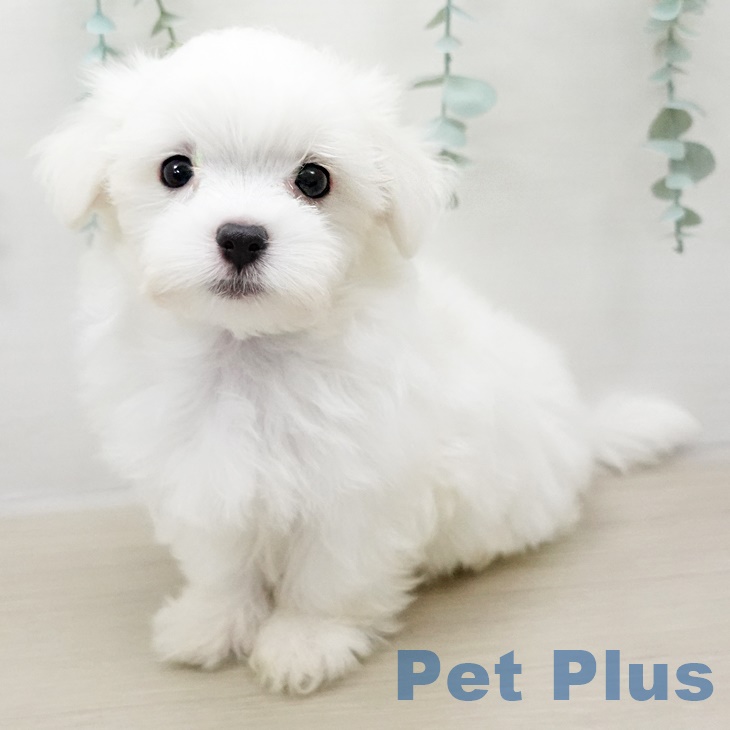 埼玉県のマルチーズ (ペットプラス新座店/2025年4月24日生まれ/男の子/ホワイト)の子犬