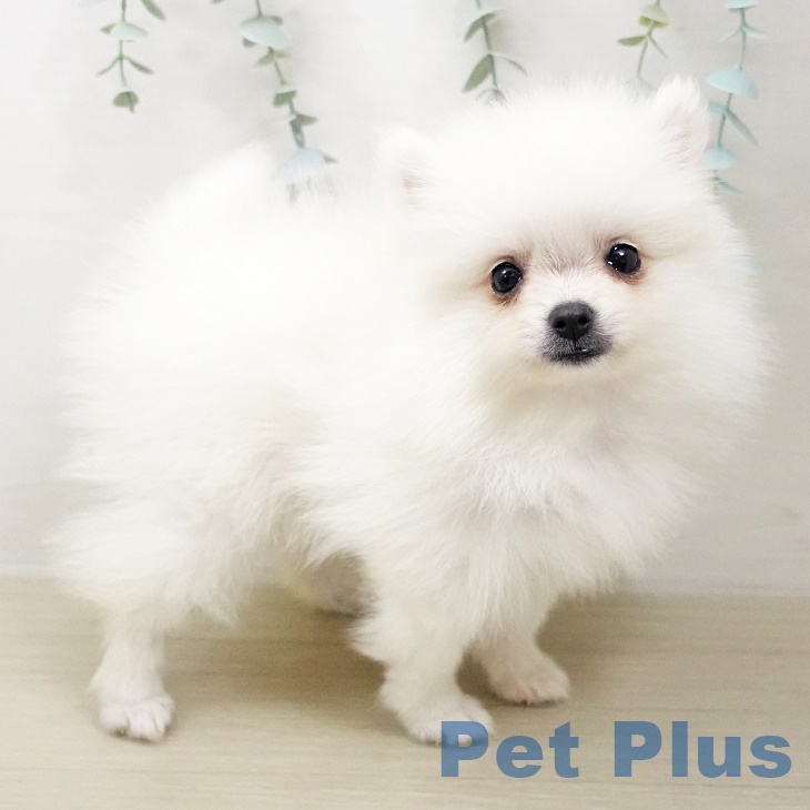 山梨県のポメラニアン (ペットプラス甲府国母店/2025年4月30日生まれ/女の子/クリーム)の子犬