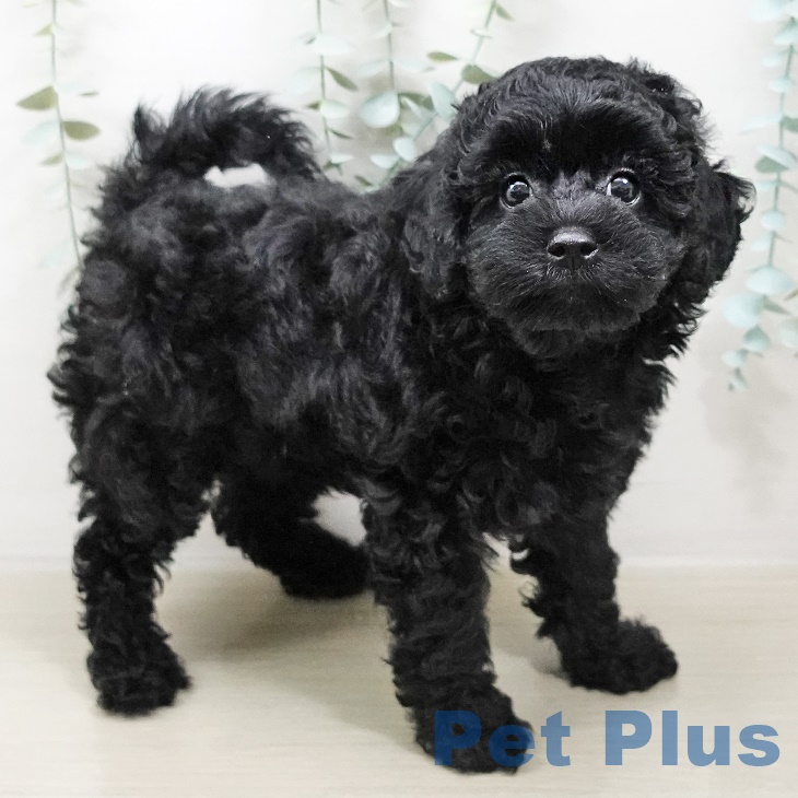 埼玉県のトイプードル(トイ) (ペットプラス新座店/2025年4月30日生まれ/女の子/ブラック)の子犬