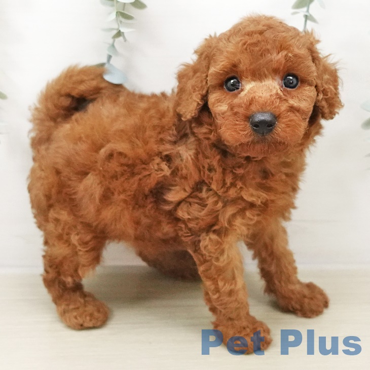 愛知県のトイプードル(トイ) (ペットプラス三好店/2025年5月1日生まれ/男の子/レッド)の子犬の1枚目の画像