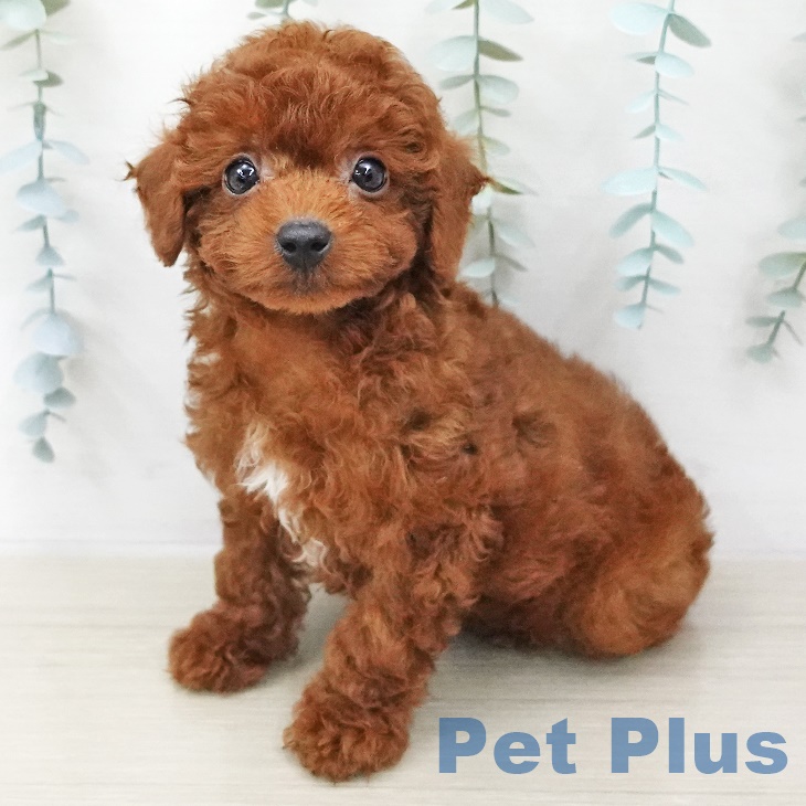 愛知県のトイプードル(トイ) (ペットプラス豊田店/2025年5月1日生まれ/男の子/レッド)の子犬の1枚目の画像