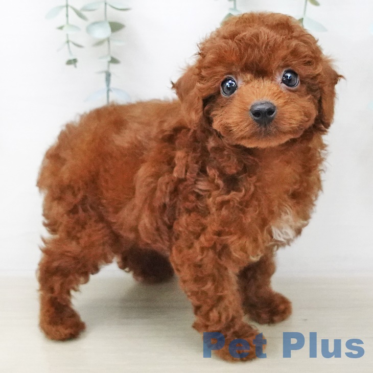 愛知県のトイプードル(トイ) (ペットプラス豊田店/2025年5月1日生まれ/男の子/レッド)の子犬の2枚目の画像