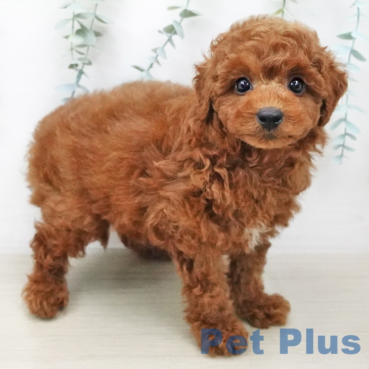 三重県のトイプードル(トイ) (ペットプラス桑名店/2025年5月1日生まれ/男の子/レッド)の子犬の2枚目の画像