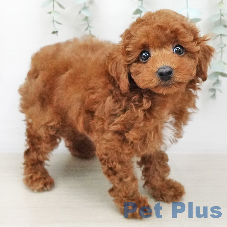 新潟県のトイプードル(トイ) (ペットプラス新潟南店/2025年5月1日生まれ/女の子/レッド)の子犬の1枚目の画像
