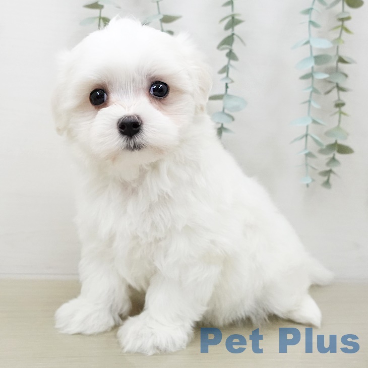 群馬県のマルチーズ (ペットプラス前橋店/2025年5月1日生まれ/男の子/ホワイト)の子犬