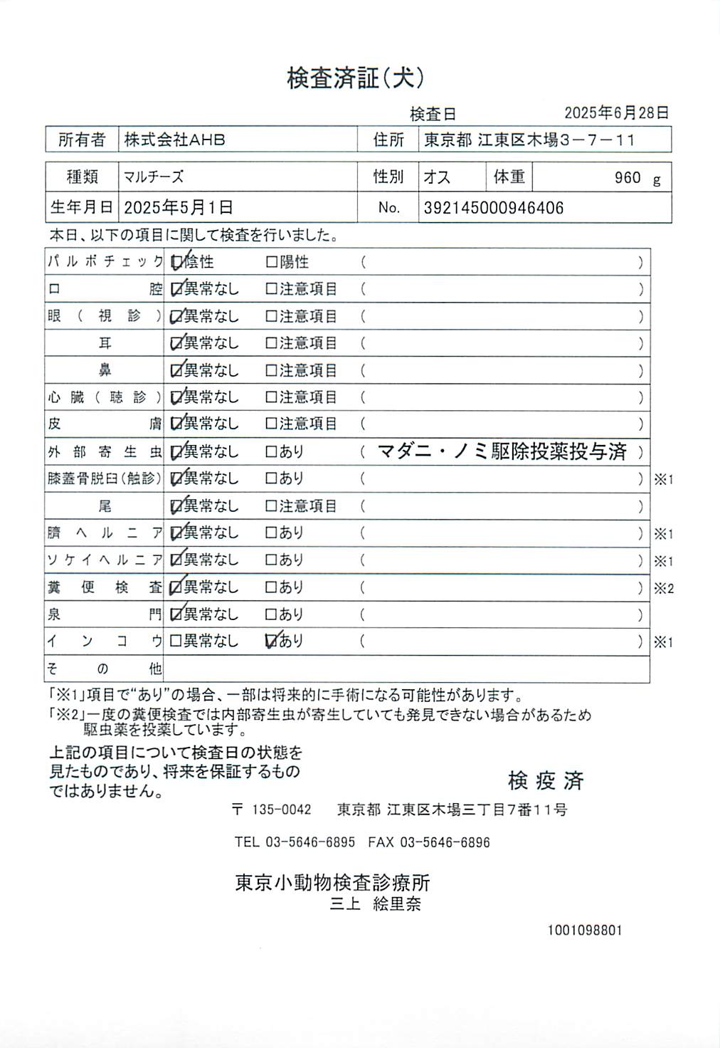 マルチーズ