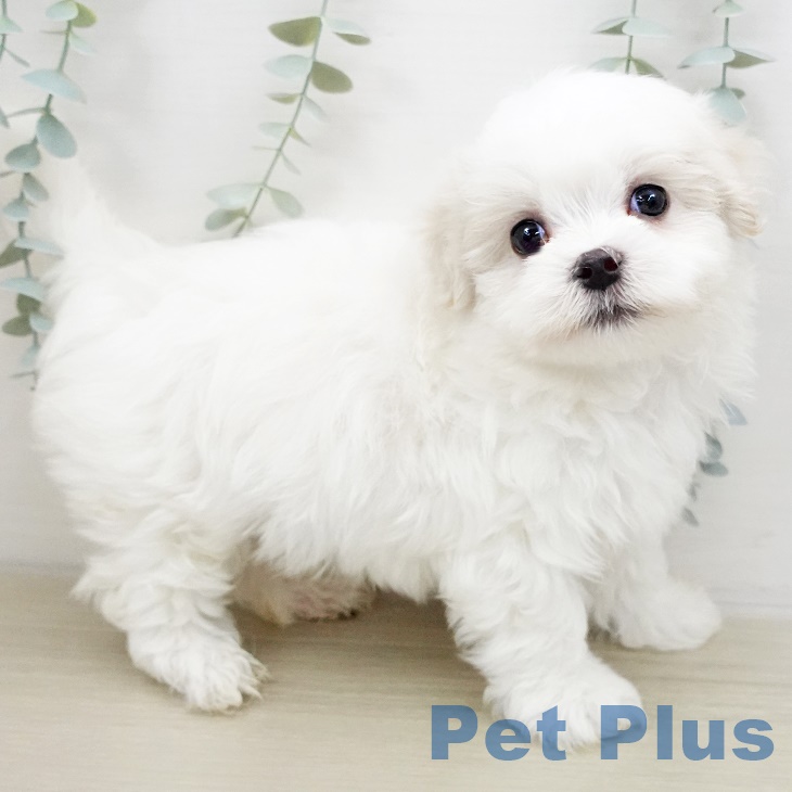 宮城県のマルチーズ (ペットプラス仙台泉大沢店/2025年5月1日生まれ/男の子/ホワイト)の子犬