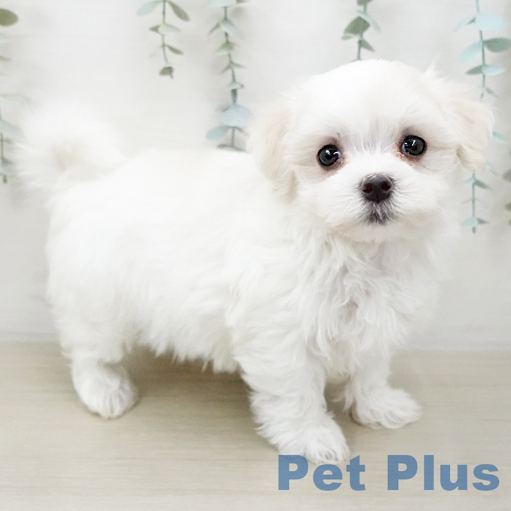 山梨県のマルチーズ (ペットプラス甲府昭和店/2025年5月1日生まれ/女の子/ホワイト)の子犬