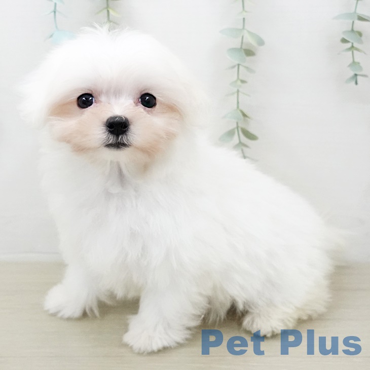 埼玉県のマルチーズ (ペットプラス新座店/2025年4月28日生まれ/女の子/ホワイト)の子犬の1枚目の画像