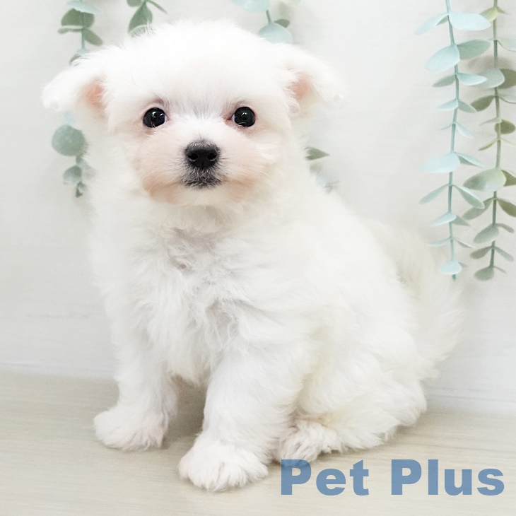 福島県のマルチーズ (ペットプラス福島店/2025年5月2日生まれ/女の子/ホワイト)の子犬の1枚目の画像