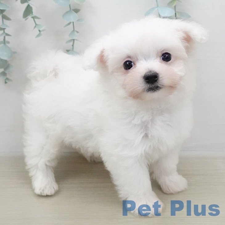 福島県のマルチーズ (ペットプラス福島店/2025年5月2日生まれ/女の子/ホワイト)の子犬の2枚目の画像