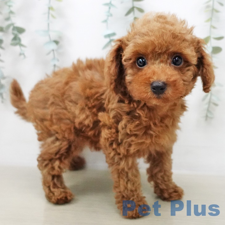 愛知県のトイプードル(トイ) (ペットプラス熱田店/2025年5月2日生まれ/男の子/レッド)の子犬の1枚目の画像