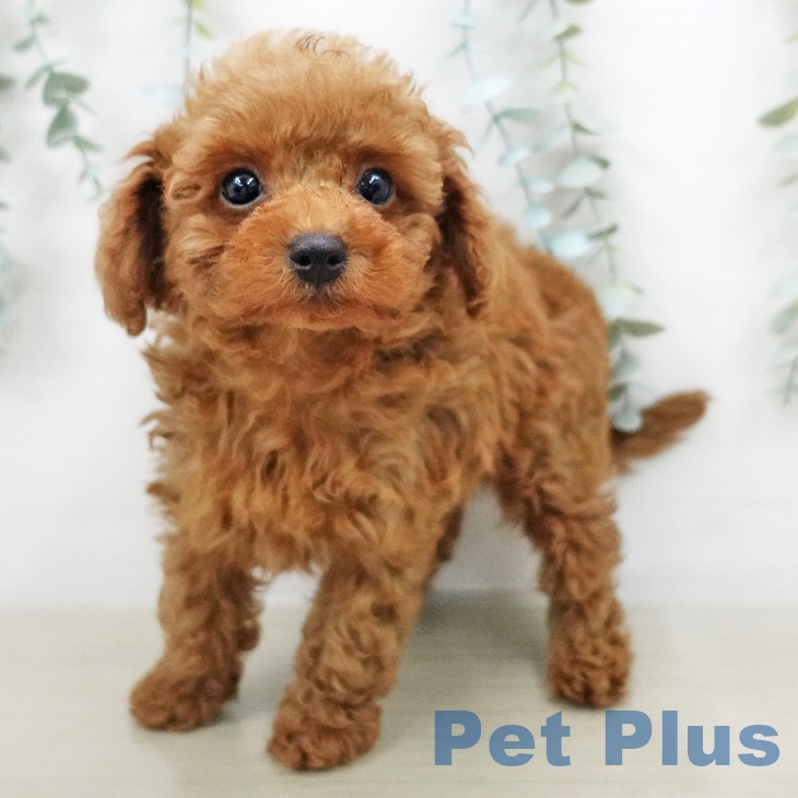 愛知県のトイプードル(トイ) (ペットプラス熱田店/2025年5月2日生まれ/男の子/レッド)の子犬の2枚目の画像