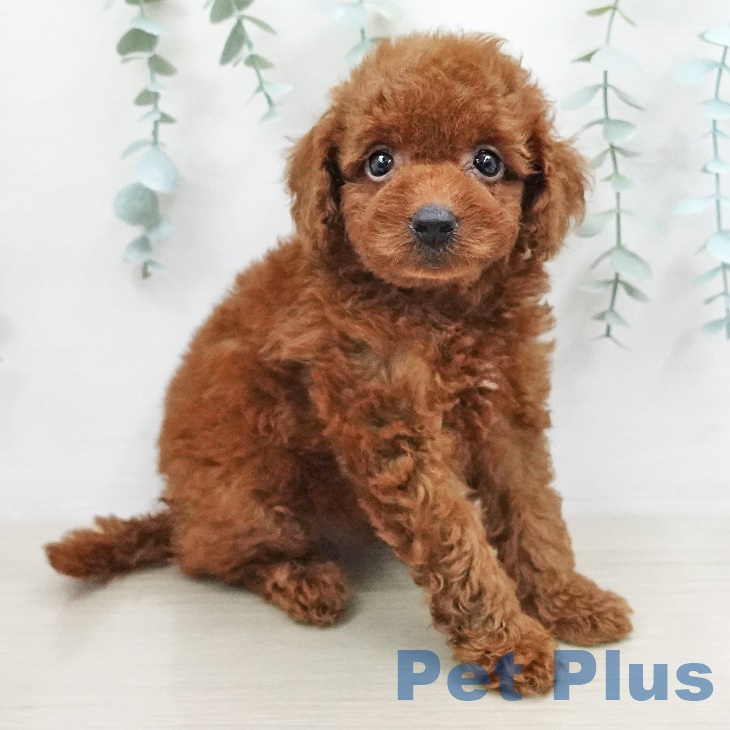 三重県のトイプードル(トイ) (ペットプラス鈴鹿店/2025年4月30日生まれ/男の子/レッド)の子犬