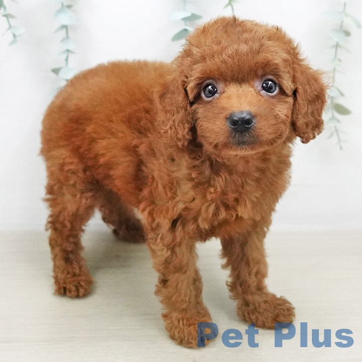 三重県のトイプードル(トイ) (ペットプラス東員店/2025年4月30日生まれ/男の子/レッド)の子犬の1枚目の画像