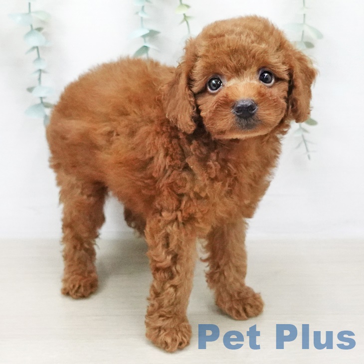 愛知県のトイプードル(トイ) (ペットプラス豊田店/2025年4月30日生まれ/男の子/レッド)の子犬の2枚目の画像