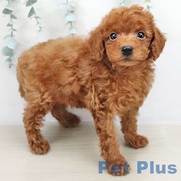 三重県のトイプードル(トイ) (ペットプラス津南店/2025年5月2日生まれ/男の子/レッド)の子犬の1枚目の画像