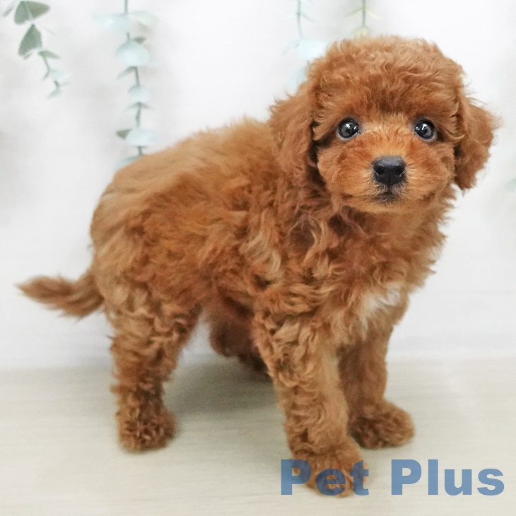 石川県のトイプードル(トイ) (ペットプラス白山店/2025年5月2日生まれ/男の子/レッド)の子犬の2枚目の画像