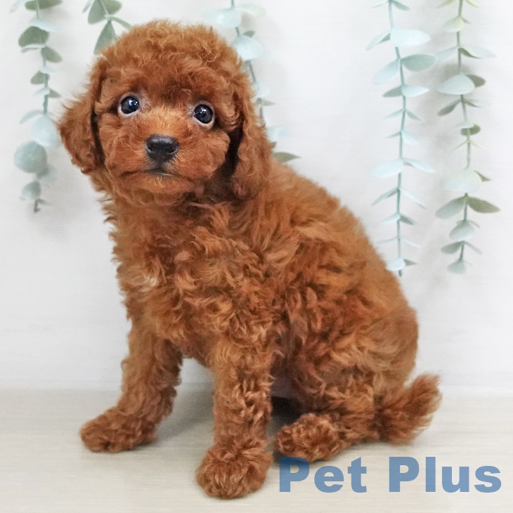 岐阜県のトイプードル(トイ) (ペットプラス光ケ丘店/2025年5月2日生まれ/男の子/レッド)の子犬の2枚目の画像
