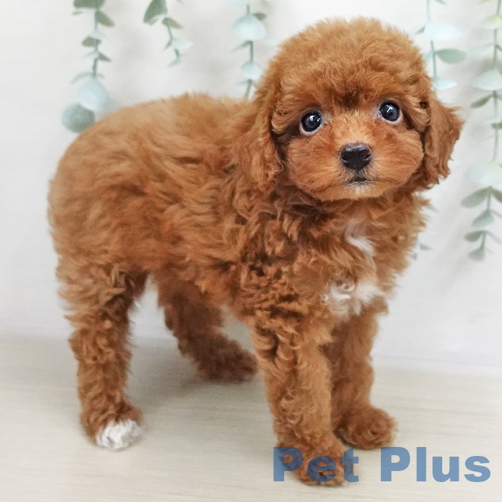 宮城県のトイプードル(トイ) (ペットプラス名取店/2025年5月2日生まれ/女の子/レッド)の子犬