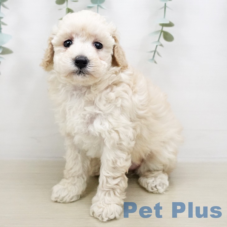 福島県のトイプードル(トイ) (ペットプラス福島店/2025年5月3日生まれ/女の子/クリーム)の子犬