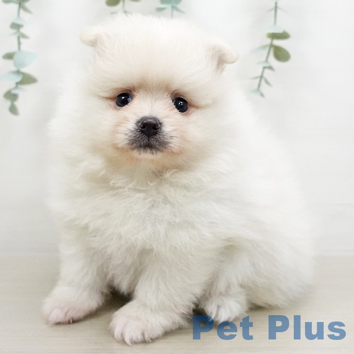 埼玉県のポメラニアン (ペットプラス羽生店/2025年5月1日生まれ/男の子/クリーム)の子犬の1枚目の画像