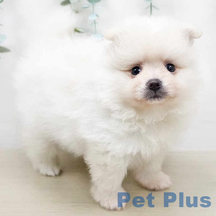 埼玉県のポメラニアン (ペットプラス羽生店/2025年5月1日生まれ/男の子/クリーム)の子犬の2枚目の画像