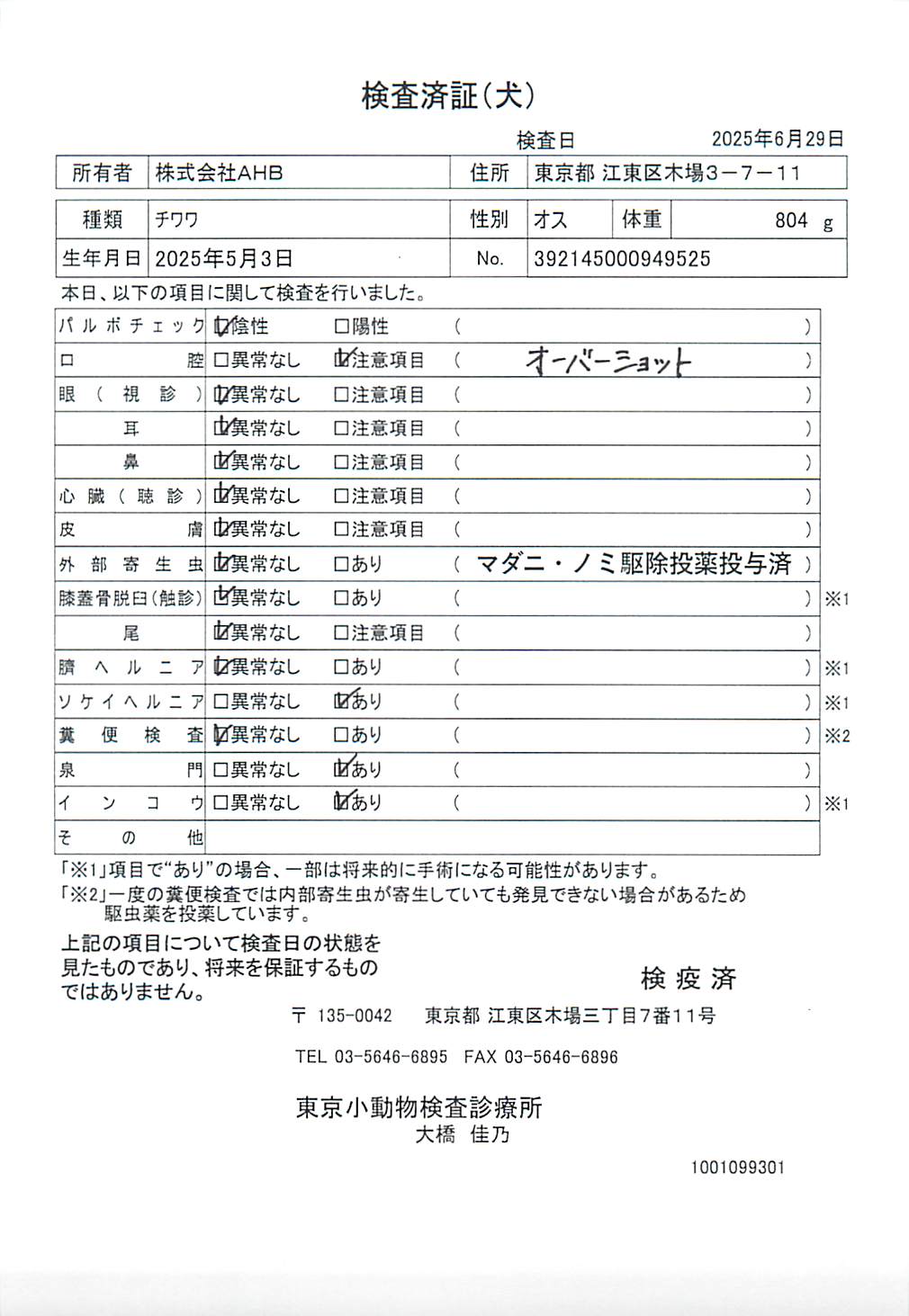 チワワ