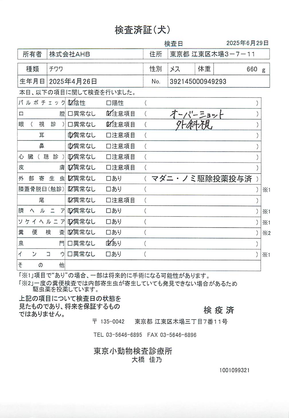 チワワ