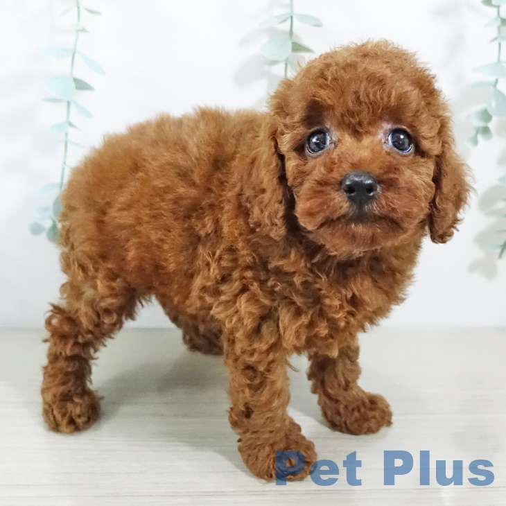 新潟県のトイプードル(トイ) (ペットプラス新潟南店/2025年5月3日生まれ/男の子/レッド)の子犬の2枚目の画像